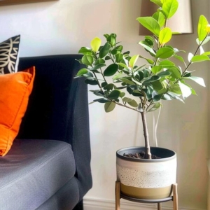 Limonka Lime Verde ⌇ Citrus aurantifolia