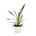 Juka gloriosa Variegata sadzonka w donicy 1L