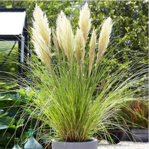 Trawa pampasowa Tiny Pampa karłowa ⌇ Cortaderia selloana