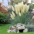 Trawa pampasowa Tiny Pampa karłowa do ogrodu