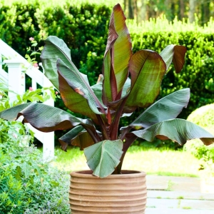 Bananowiec Red Banana Maurelii ⌇ Ensete ventricosum C6