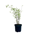 Czerwony Bambus Jiuzhaigou w donicy 2,5l