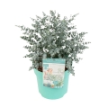 Eukaliptus Niebieski Azura w donicy 5L