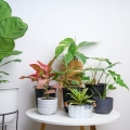 syngonium neon robusta kwiaty domowe