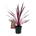 Kordylina Pink Passion sadzonka w donicy.