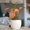 Zroślicha Syngonium Neon Robusta stanowisko