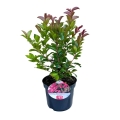 Lagerstroemia Berry Dazzle roślina w doniczce