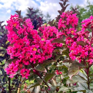 Lagerstroemia Berry Dazzle ⌇ Lagerstroemia indica C3
