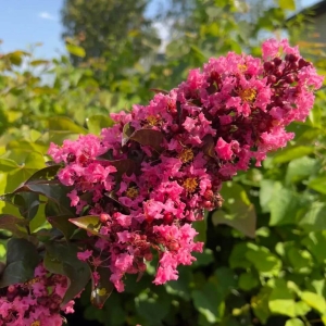 Lagerstroemia Coral Magic⌇ Lagerstroemia indica C5