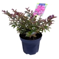 Lagerstroemia Coral Magic roślina w donicy 5L