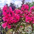 Lagerstroemia Berry Dazzle kwiaty