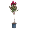 Lagerstroemia Coral Magic na pniu duża sadzonka w donicy