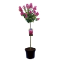 Lagerstroemia Berry Dazzle na pniu duża sadzonka w donicy