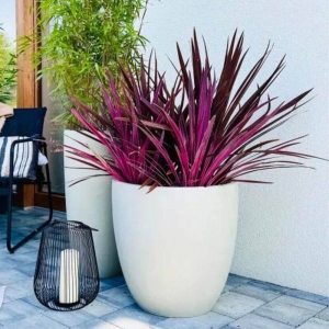 Kordylina Pink Passion ⌇ Cordyline australis