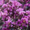 Lagerstroemia z serii Black Solitare odmiana Purely Purple w ogrodzie