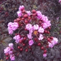 Lagerstroemia z serii Black Solitare odmiana Purely Purple