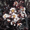Lagerstroemia Pure White z serii Black Solitare w ogrodzie