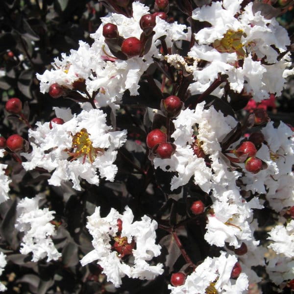 Lagerstroemia Pure White z serii Black Solitare