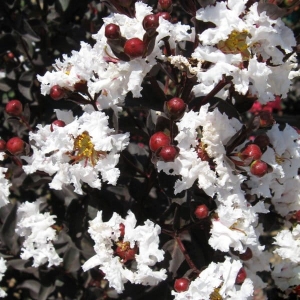 Lagerstroemia Black Solitaire Pure White ⌇ Lagerstroemia indica C4