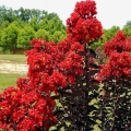 Lagerstroemia Red Hot z serii Black Solitare w ogrodzie