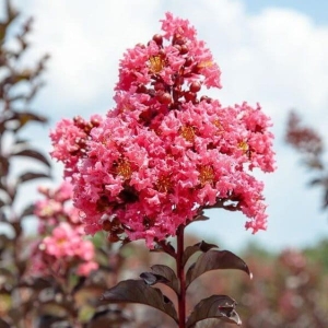 Lagerstroemia Black Solitaire Shell Pink ⌇ Lagerstroemia indica C4