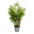 Bambus Fargesia Rdzawa w donicy 5L