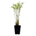Bambus Fargesia Rdzawa w donicy 1L