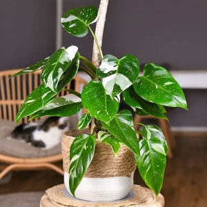 Filodendron White Princess ⌇ Philodendron