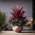 Kordylina Pink Passion sadzonka
