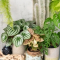 Syngonium neon robusta uprawa