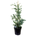 Eukaliptus niebieski Eucalyptus gunnii sadzonka w donicy 15L