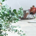 Eukaliptus niebieski Eucalyptus gunnii błękitne liście
