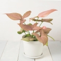 Zroślicha (Syngonium Neon Robusta) sadzonka