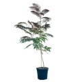 Albicja Eveys's Pride Albizia julibrissin sadzonka w donicy 12L