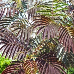 Albicja Eveys's Pride ⌇ Albizia julibrissin C12