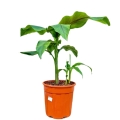 Bananowiec musa basjo c9