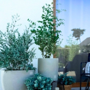 Eukaliptus niebieski ⌇ Eucalyptus gunnii C15