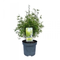 Bambus Mrozoodporny Czerwony Fargesia RED DRAGON donica 5L