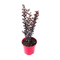 Lagerstroemia Black Solitaire Pure White sadzonka