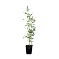 Bambus drzewiasty spectabilis donica c1