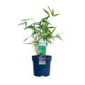 Bambus Fargesia scabrida Asian Wonder 1,5l