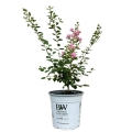 Lagerstroemia indica petite pink sadzonka c5