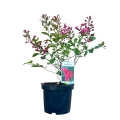 Lagerstroemia  indica duża sadzonka cena