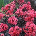 Lagerstroemia Midnight Magic uprawa