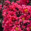 Czy Lagerstroemia szybko rosnie?