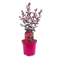 Lagerstroemia Midnight Magic sadzonka w donicy 4L