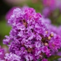 Lagerstroemia Purple Magic duże kwiaty