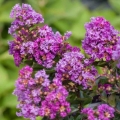 Lagerstroemia Purple Magic seria magic
