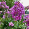 Lagerstroemia Purple Magic uprawa