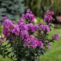 Lagerstroemia Purple Magic sadzonka